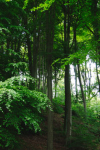 Deciduous forest, Teutoburg Forest Deciduous forest, Teutoburg Forest